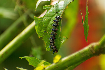 Gusano alimentandose