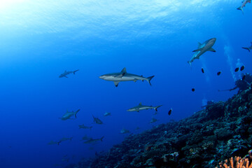 A group of grey reef sharks near the bottom of the ocean, next to the Fakarava atoll. School of sharks during the dive.  Medium-sized sharks in French Polynesia.