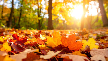 Autumn Leaves Sunlight Forest Floor