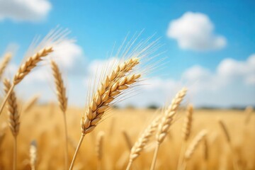 Fototapeta premium Close-up shot of wheat stalks swaying gently in a summer breeze, illustrating the concept of a sheaf of wheat, representing abundance and harvest , golden, botany