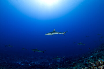 Naklejka premium A group of grey reef sharks near the bottom of the ocean, next to the Fakarava atoll. School of sharks during the dive. Medium-sized sharks in French Polynesia.