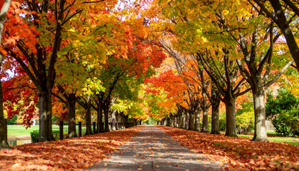 Fototapeta premium Autumnal Pathway: Vibrant Red Orange Yellow Leaves Canopy Road