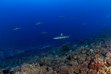 A group of grey reef sharks near the bottom of the ocean, next to the Fakarava atoll. School of sharks during the dive.  Medium-sized sharks in French Polynesia.