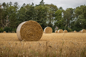 Golden hay bales in a field