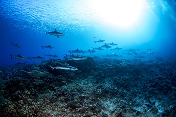 A group of grey reef sharks near the bottom of the ocean, next to the Fakarava atoll. School of...
