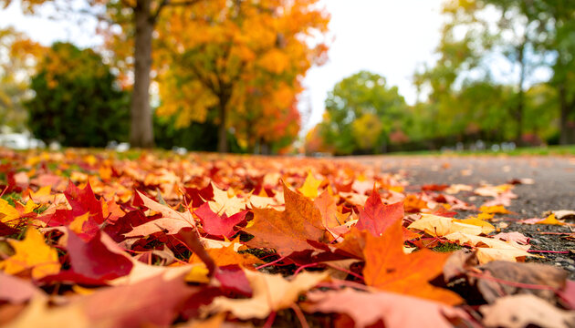 Red And Orange Maple Leaves Scattered On Asphalt Road Autumnal Fall Foliage
