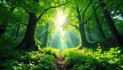 Obraz premium Lush green forest canopy, dappled sunlight filtering through leaves, creating a tranquil and serene atmosphere Perfect for nature, environmental, and eco-friendly projects , boughs, wallpaper, green