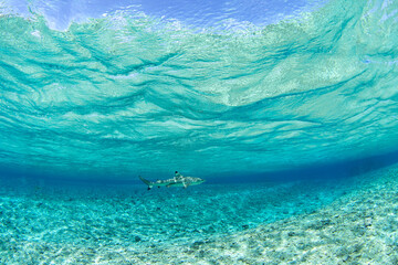 A blacktip reef shark is swimming near the surface of the Fakarava atoll. A common shark is often seen near the island. Clear water with the sharks. 