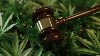 Judge's gavel resting on a patch of marijuana plants, with legal symbolism implied by the contrast between the gavel's traditionally formal associations and the casual, organic cannabis context.