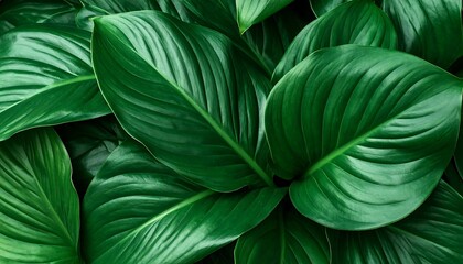 Lush green leaves close-up (3)