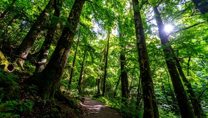 Obraz premium Lush green forest path illuminated by sunlight, showcasing towering trees and a vibrant natural setting.