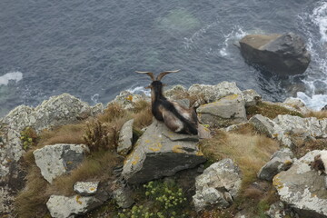 sea lion on rocks