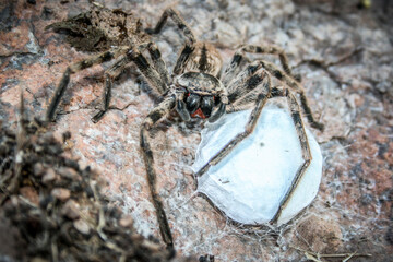 Spider and the offspring