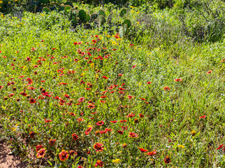 Meadow Filled With Pricky Pear Cactus and WIldflowers, Canyon Rim Spur Trail, Caprock Canyon State...