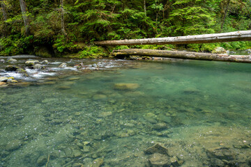 Hoh Rainforest Olympic National Park, Hiking Trail through Lush Pacific Northwest Wilderness
