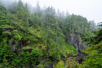 Hoh Rainforest Olympic National Park, Hiking Trail through Lush Pacific Northwest Wilderness