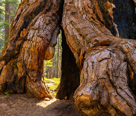 Burned Out Hollow in Sequoia Tree Trunk Caused By Lightning on The Congress Trail, Sequoia National Park, California, USA