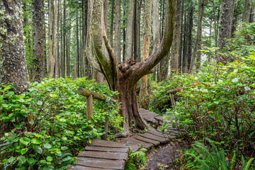 Hoh Rainforest Olympic National Park, Hiking Trail through Lush Pacific Northwest Wilderness