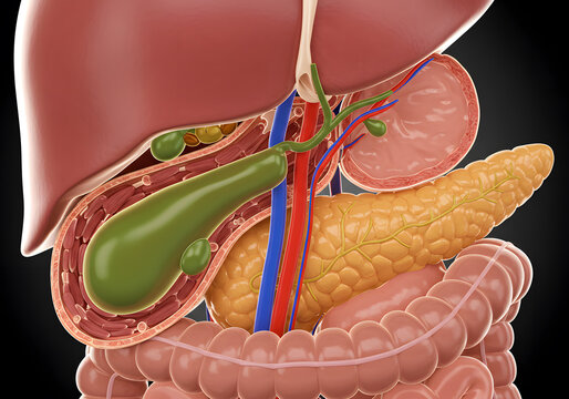 Digestive system organs anatomy illustration
