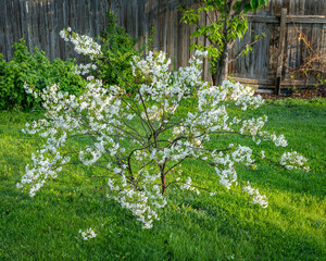 dwarf cherry tree in blossom in a backyard lawn with dandelions