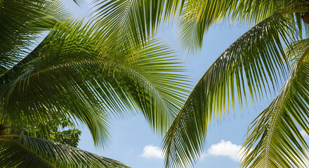 Tropical palm leaves with sunlight filtering through, crisp detail, blue sky.