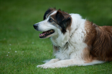 Welsh Border Collie dog in a garden.