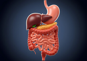 Human digestive system illustration