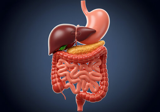 Human digestive system illustration