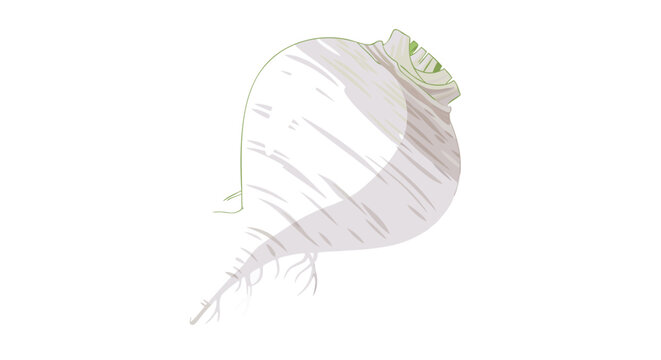 Stylized turnip illustration on a pristine white background offering versatile usage and seamless integration in various design contexts