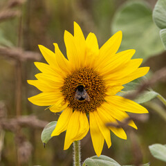 Insect pollinator. Bee on a sunflower.