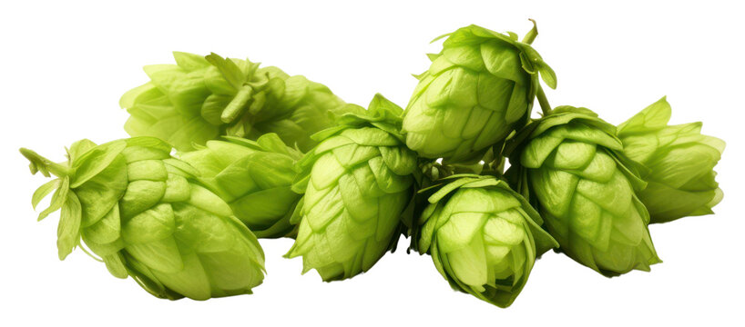 PNG Green hops green plant food.