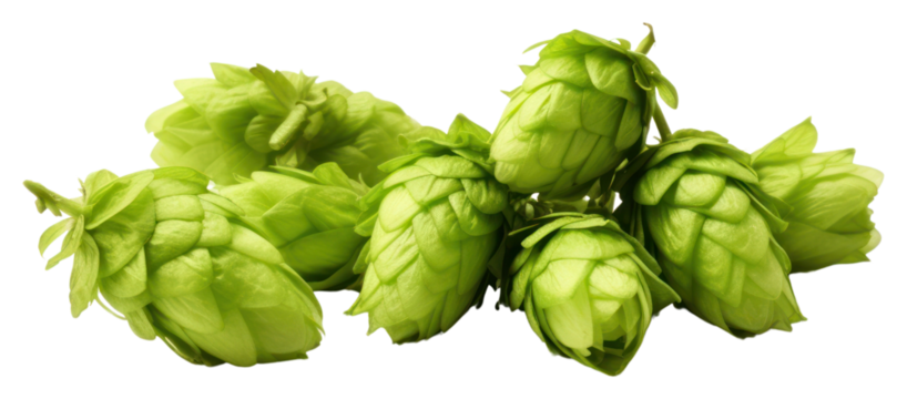 PNG Green hops green plant food.