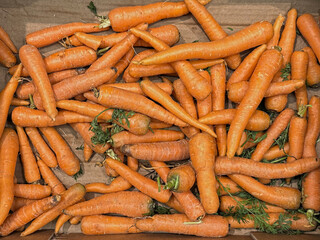 Fresh organic carrots piled in a cardboard box, showcasing vibrant orange color and green tops,...