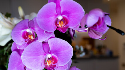 Close-up of stunning purple and white orchids. Floral photography with soft lighting, perfect for...