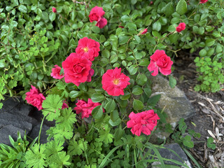 Vibrant pink roses blooming amidst lush green foliage, showcasing nature's beauty and intricate details in a serene garden environment filled with life and color