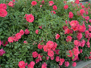 Vibrant pink roses in full bloom create a lush garden scene, showcasing the beauty of nature with rich green foliage surrounding the colorful flowers
