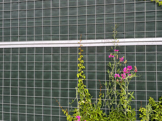 Green grid background with vibrant pink flowers and lush green foliage, showcasing nature's...
