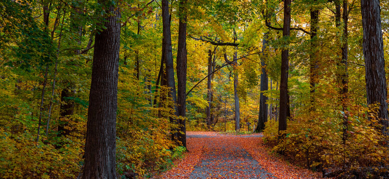 Panoramic view of scenic alley during early autumn in Michigan countryside.