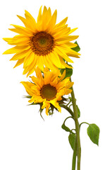 Obraz premium Two sunflowers in bouquet isolated on white background. Sun symbol. Flowers yellow, agriculture. Seeds and oil. Flat lay, top view. Bio. Eco. Creative