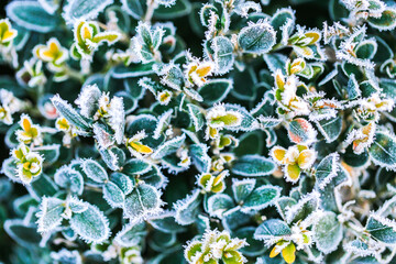frosty hoarfrost.Winter weather.Green leaves in white frost.Frosty natural background.Close-Up of Frosty Leaves in Winter.