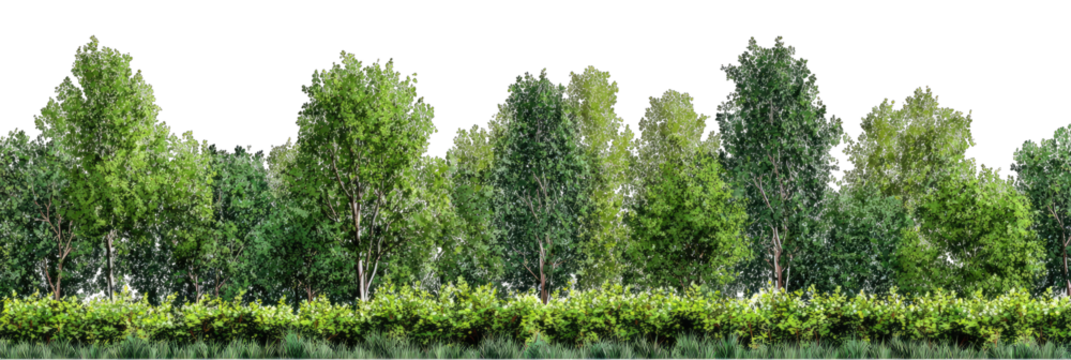 Lush green forest line (2)