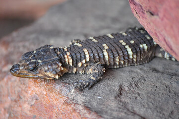 Smaug breyeri or Waterberg girdled lizard lying on a rock in the morning sun