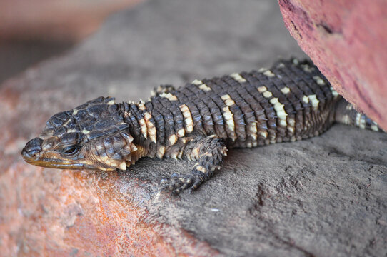 Smaug breyeri or Waterberg girdled lizard lying on a rock in the morning sun