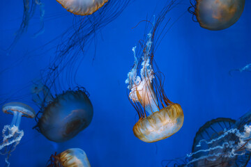 Group of Chrysaora fuscescens or Pacific sea nettle jellyfish drifting gracefully in deep blue water of aquarium. Animal, aquatic organism, underwater life, biodiversity © katyamaximenko