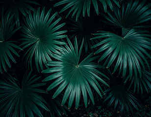 Fototapeta premium Lush dark green tropical palm leaves creating a dense, natural background texture with radial patterns.