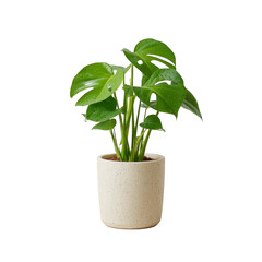 Green plant houseplant monstera potted plant indoor ceramic pot tropical foliage decorative fresh isolated home decor modern leaf nature vibrant healthy botanical minimalist natural growth