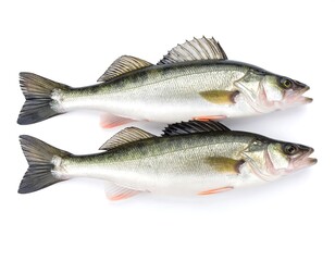 Fototapeta premium Two perch fish on white background
