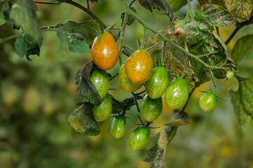 Datteltomaten, Sorte Cupido
