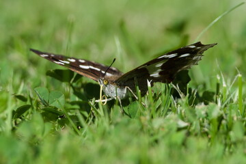 Purple Emperor (Apatura iris) – rare butterfly in the Czech Republic, perched in the grass.
