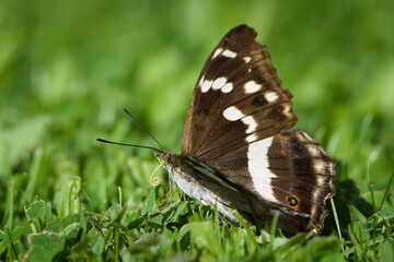 Purple Emperor (Apatura iris) – rare butterfly in the Czech Republic, perched in the grass.